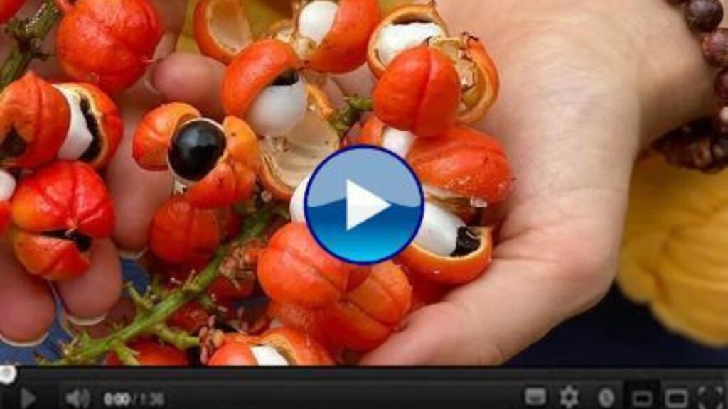 Zombie Cells Video Presentation